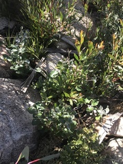 Grevillea oxyantha oxyantha