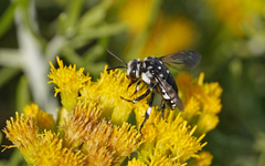 Thyreus histrionicus