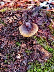 Mycena nargan