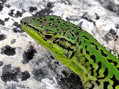 Podarcis siculus
