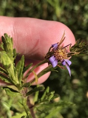 Olearia tenuifolia