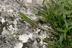 Podarcis siculus