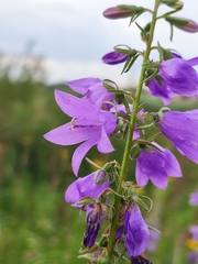 Campanula rapunculoides