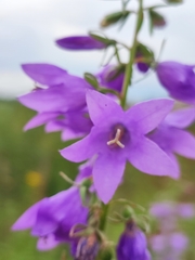 Campanula rapunculoides