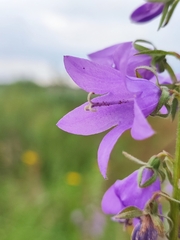 Campanula rapunculoides