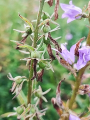 Campanula rapunculoides