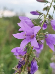 Campanula rapunculoides