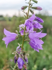 Campanula rapunculoides