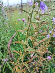 Campanula rapunculoides