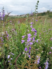 Campanula rapunculoides