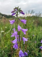 Campanula rapunculoides