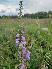 Campanula rapunculoides