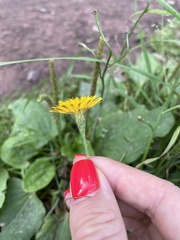 Scorzoneroides autumnalis