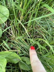 Scorzoneroides autumnalis