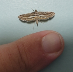 Parapoynx fluctuosalis