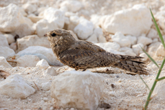 Caprimulgus aegyptius