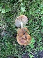 Russula