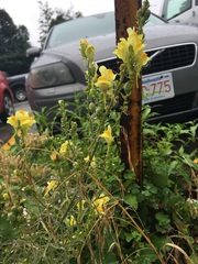 Linaria vulgaris