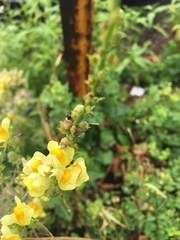 Linaria vulgaris
