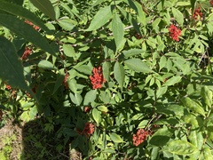Sambucus racemosa