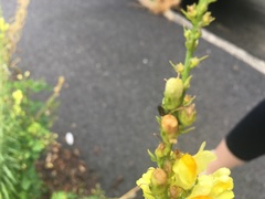 Linaria vulgaris