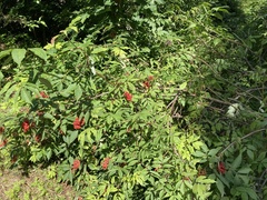 Sambucus racemosa