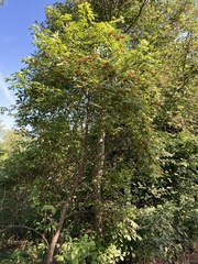Sambucus racemosa