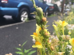 Linaria vulgaris