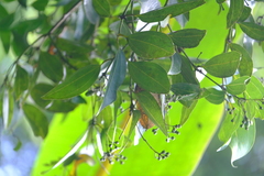 Image of Cinnamomum verum