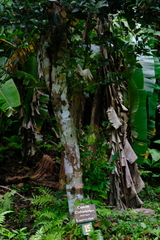 Cinnamomum verum
