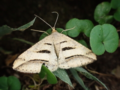 Chiasmia subcurvaria