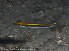 Pentapodus paradiseus