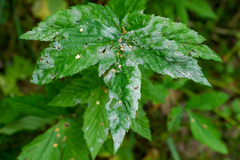 Podosphaera filipendulae