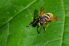 Temnostoma vespiforme