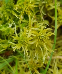 Sphagnum flexuosum