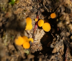 Phaeohelotium baileyanum