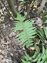 Dryopteris filix-mas