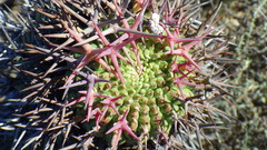Euphorbia stellispina