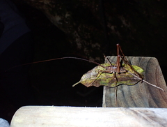 Pachyrhamma acanthocerum