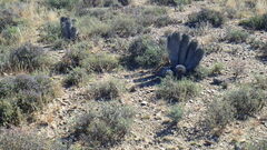 Euphorbia stellispina