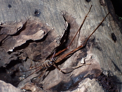 Pachyrhamma acanthocerum