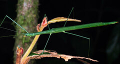Sipyloidea rentzi