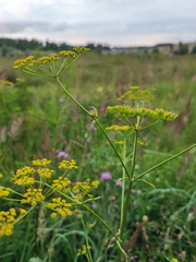 Pastinaca sativa
