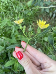 Sonchus oleraceus
