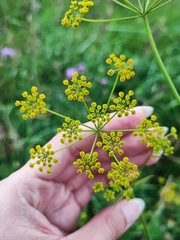 Pastinaca sativa