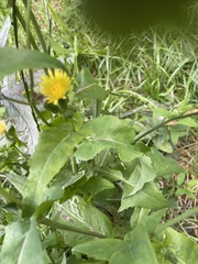 Sonchus oleraceus