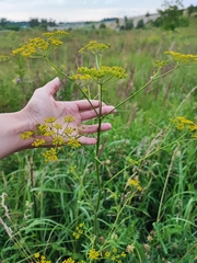 Pastinaca sativa