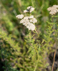 Achillea nobilis