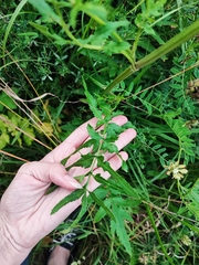 Pastinaca sativa