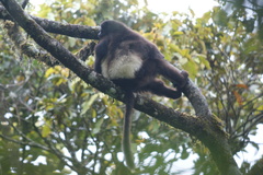 Propithecus edwardsi